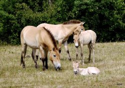 Von links: die zweijährige Nele (aus Gießen), dahinter der einjährige Hengst Oleg, vor ihm steht das Mai-Stutfohlen Pepper und im Gras liegt das Juli-Stutfohlen Priska. Ein weiteres Fohlen soll in den nächsten Tagen hinzukommen. 