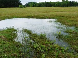 Idealer Lebensraum für Urzeitkrebse: Flache Himmelsteiche (entstanden durch Regenwasser) auf Campo Pond.