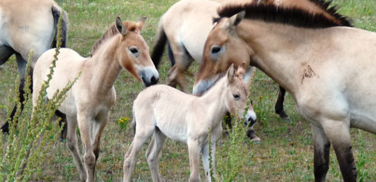 Zweites Przewalski-Stutfohlen auf Campo Pond geboren