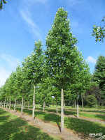 Tulpenbaum Tulpenbaum
