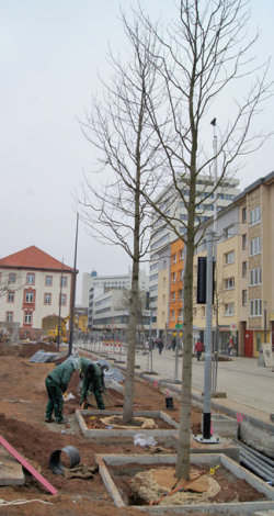 Die ersten von sieben Tulpenbäumen wurden am Donnerstag auf der Freiheitsplatz-Südseite gepflanzt. 